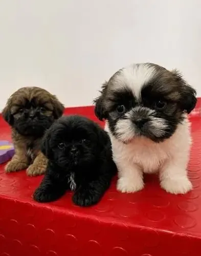 POODLE X MALTES Olha esse rostinho! É impossível não se apaixonar. - Chama 9 975I 649I