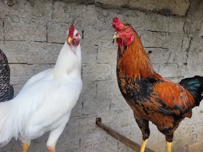 Vendo 2 Galos Adulto