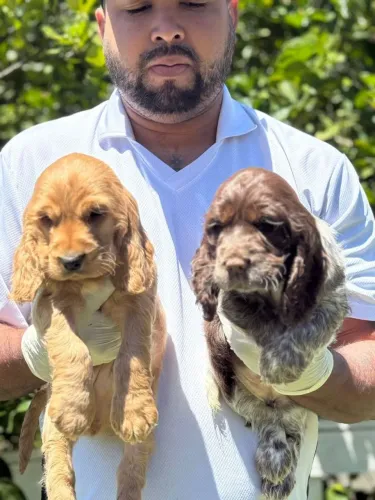 Cocker Spaniel Inglês _ Fofura sem limites! entra em contato