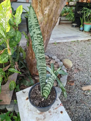 Espada de São Jorge