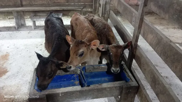 3 bezerros desmamados