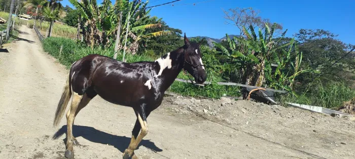 Cavalo castrado