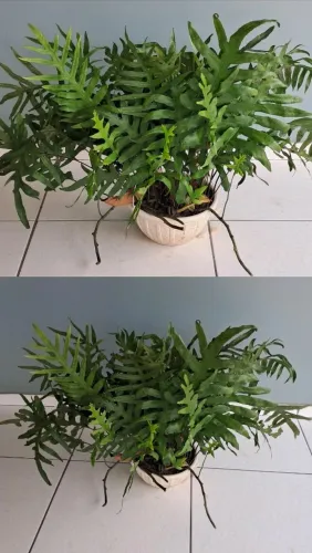 Planta
