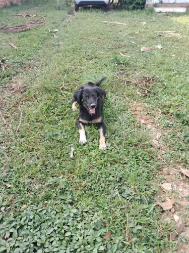 Cachorro