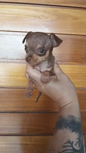 Filhote de pinscher macho $650 zap *30