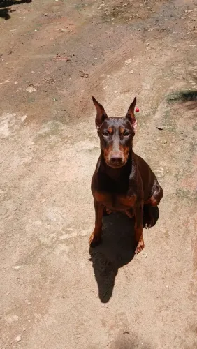 Doberman com Pedegree 