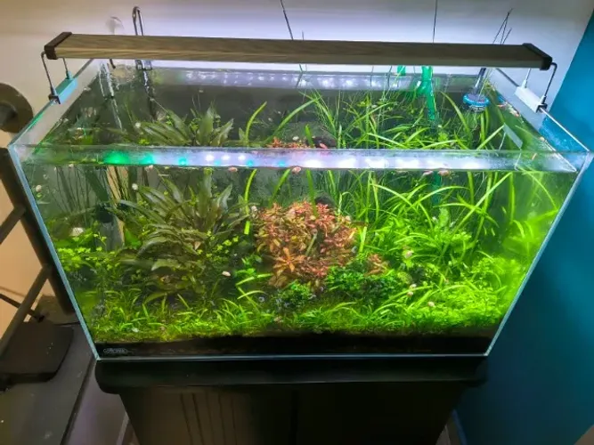 Termostato Eheim Jager 50w para aquario