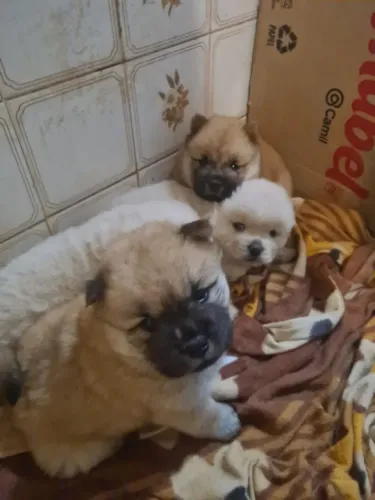 Filhotes de chow-chow 