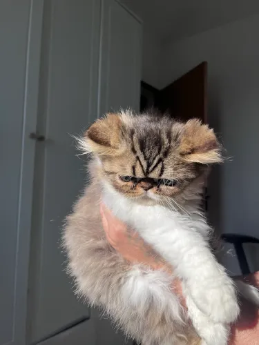Filhote gato persa