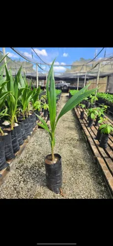 ? MUDAS DE COCO ANÃO À VENDA!