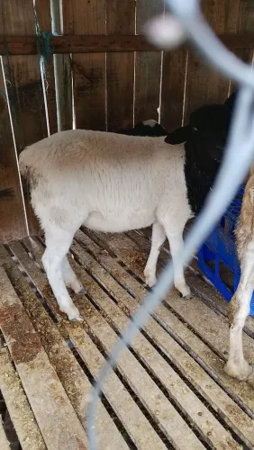 Vendo Carneiro Dorper