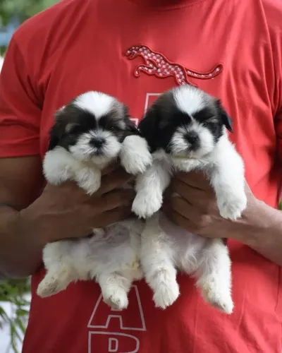Lhasa Apso