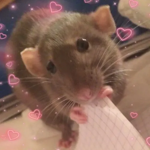 Rato Twister fêmea 