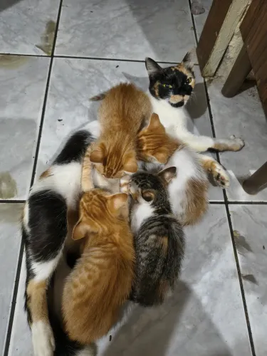 Gatos para Adoção Responsável