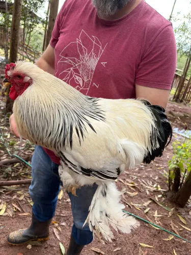Ornamental Brahma