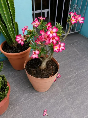Rosa do Deserto 