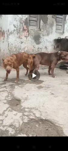 Filhote de Pitbull