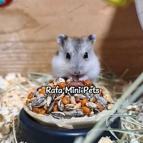 Filhote Hamster F