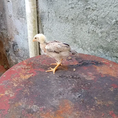 Pintinhos