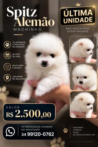 Vendo Filhote de Spitz Alemão