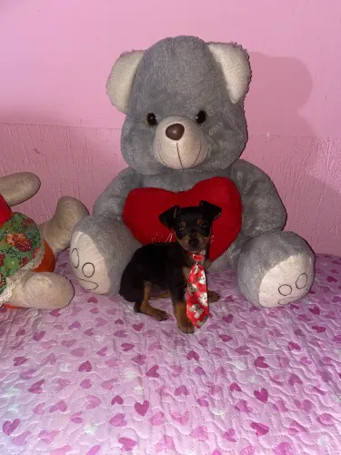 Pinscher macho n°1