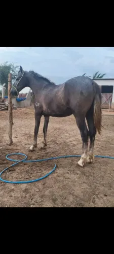  potro mangalarga registrado