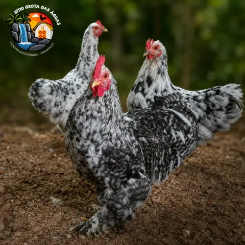 Terno Mini Cochin Mottled