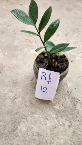 Zamioculca - Planta resistente e elegante para sua casa ou local de trabalho.