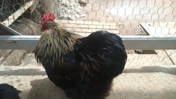 Galinhas Brahma bem cuidada.