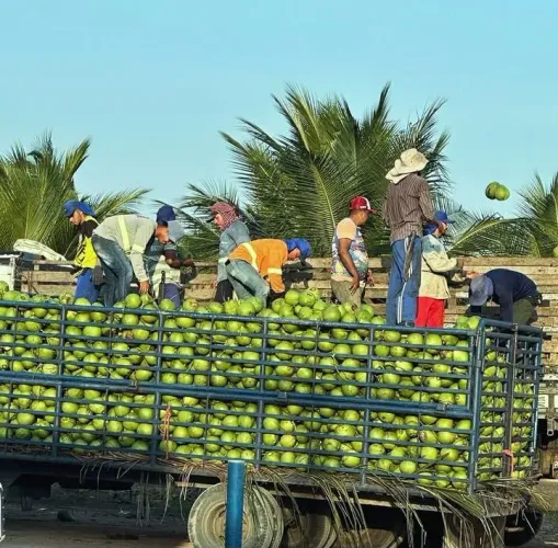Coco verde e seco pra vender  chamar *