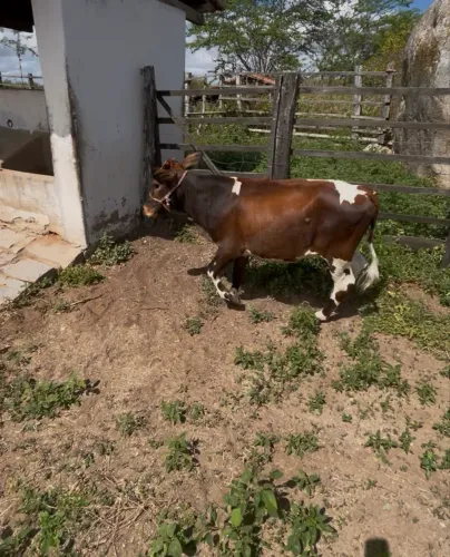 Mini vaca