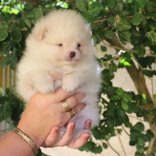 Lulu da Pomerânia anões registrados com pedigree!