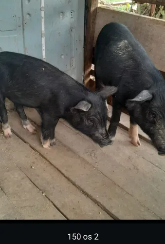 Vendo 2 barrão Zinho e 2 porcas prenhas 