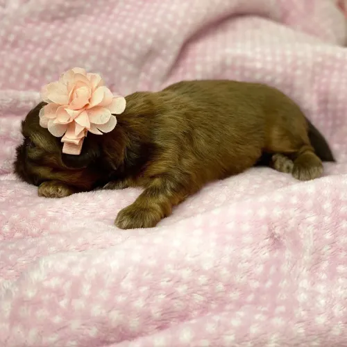 Shih tzu:O rei do aconchego