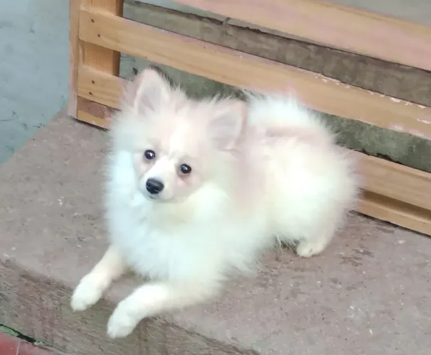 Spitz alemão anão