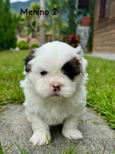 Vendo Lindos Filhotes de Shih Tzu