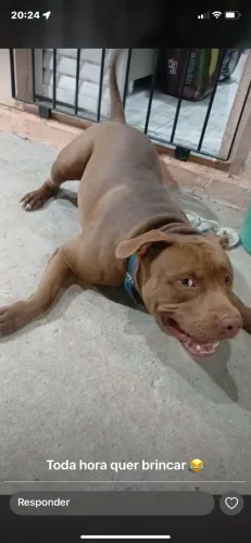 Filhote de pittbull fêmea 3 meses sem vacina