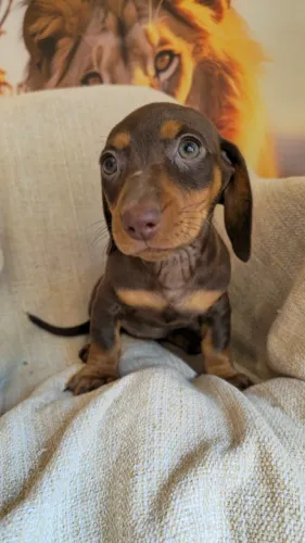 Uma pequena chocolate nos seus planos? Dachshund fêmea