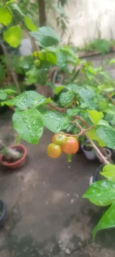 Pé de acerola no vaso (alporquia)