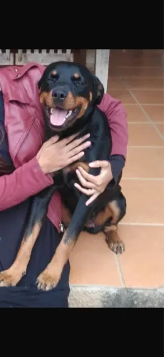 Doa-se cachorra fêmea 