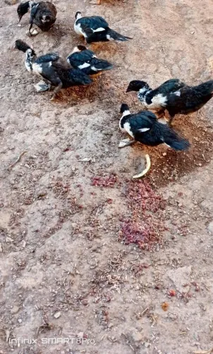 Filhotes de pato canoa
