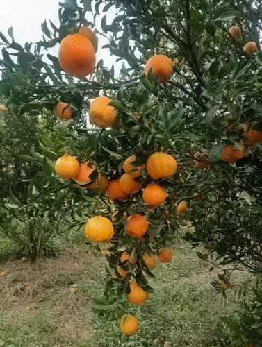 Vendo chácara em Moeda.