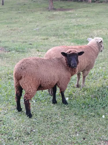 Carneiro Texel
