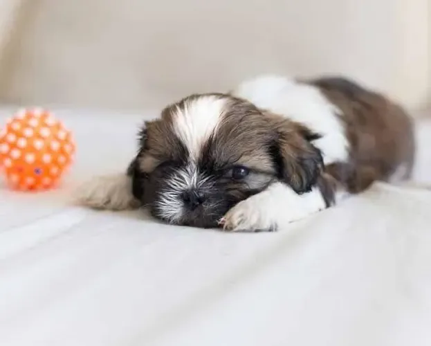 Shih tzu 