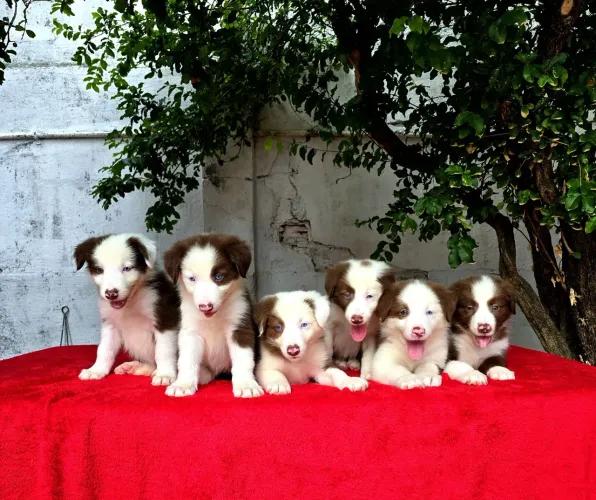 Filhotes de Border Collie CAPA DE REVISTA