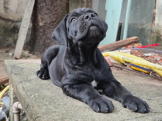 Cane corso