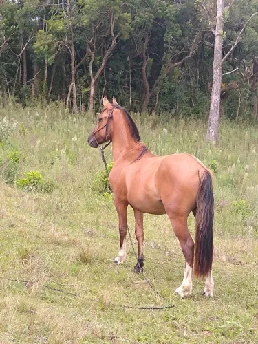 Vendo potro xucro registrado
