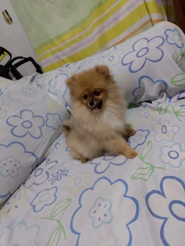 Spitz alemão