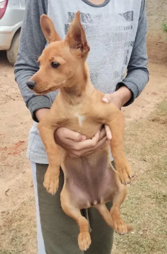 Vendo Pinscher número 2 ,fêmea 4 meses