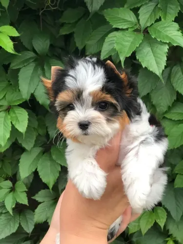 Filhote de yorkshire biewer macho terror micro 